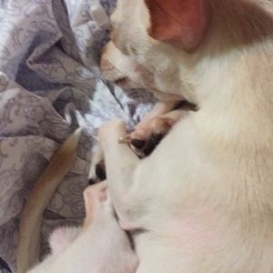 Meet your Posher, Cup